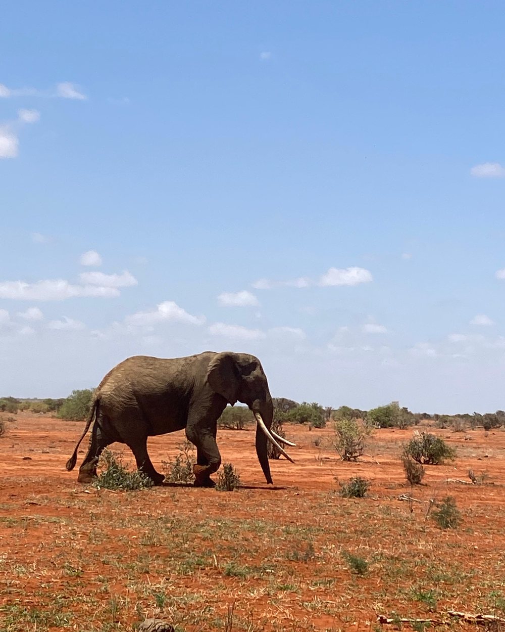 Elefante nella terra rossa dello Tsavo